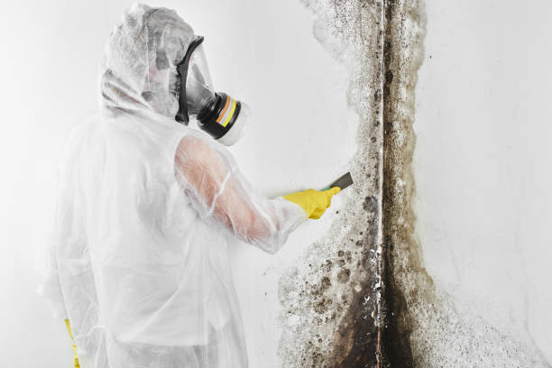 Trusted Universal City, TX Mold Removal Experts