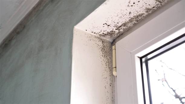 Universal City, TX Mold Removal Company