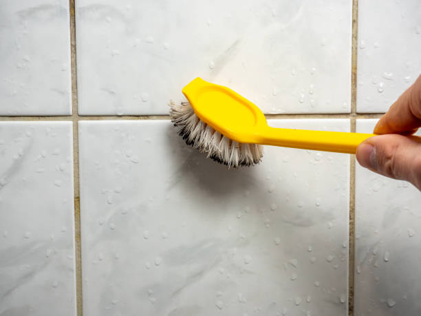 Best Toxic Mold Removal  in Universal City, TX