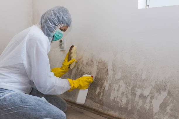 Best Local Mold Removal Service  in Universal City, TX