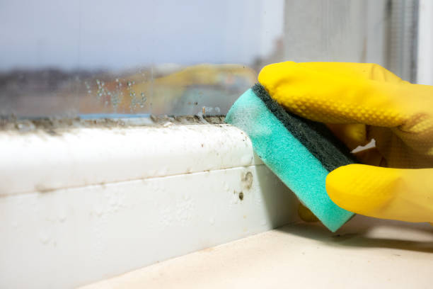 Best Mold Cleaning Services  in Universal City, TX