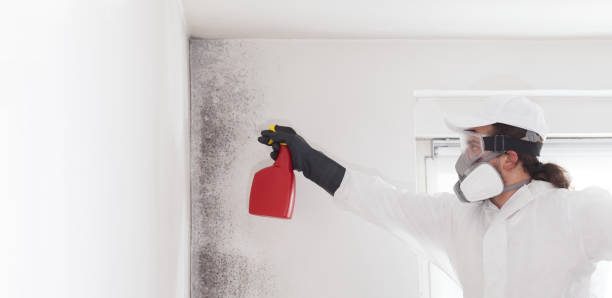 Best Commercial Mold Removal  in Universal City, TX