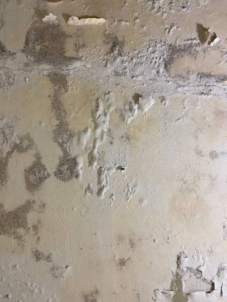 Best Mold Damage Repair  in Universal City, TX