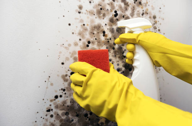 Home Mold Removal in Universal City, TX