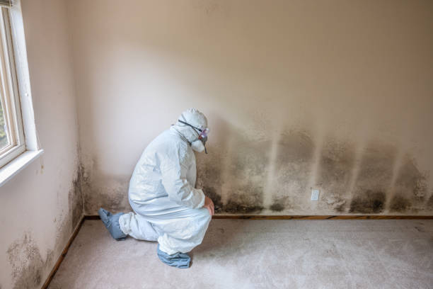 Home Mold Removal in Universal City, TX