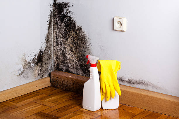 Certified Mold Removal in Universal City, TX