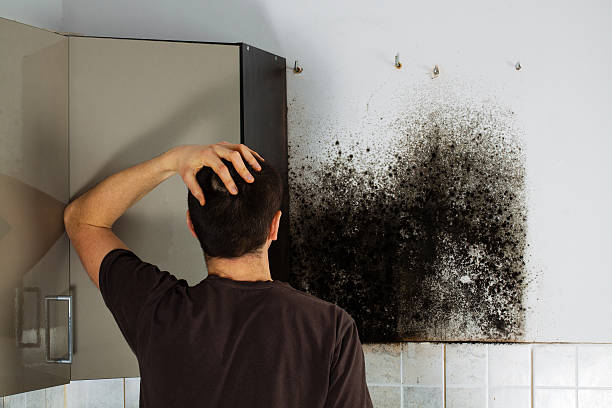 Best Certified Mold Removal  in Universal City, TX