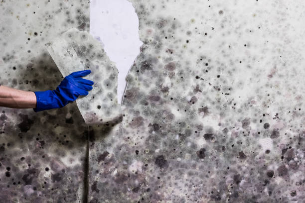 Crawl Space Mold Removal in Universal City, TX