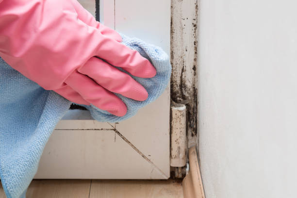 Best Mold Removal Company Near Me  in Universal City, TX