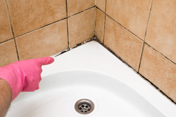 Best Same-Day Mold Removal  in Universal City, TX